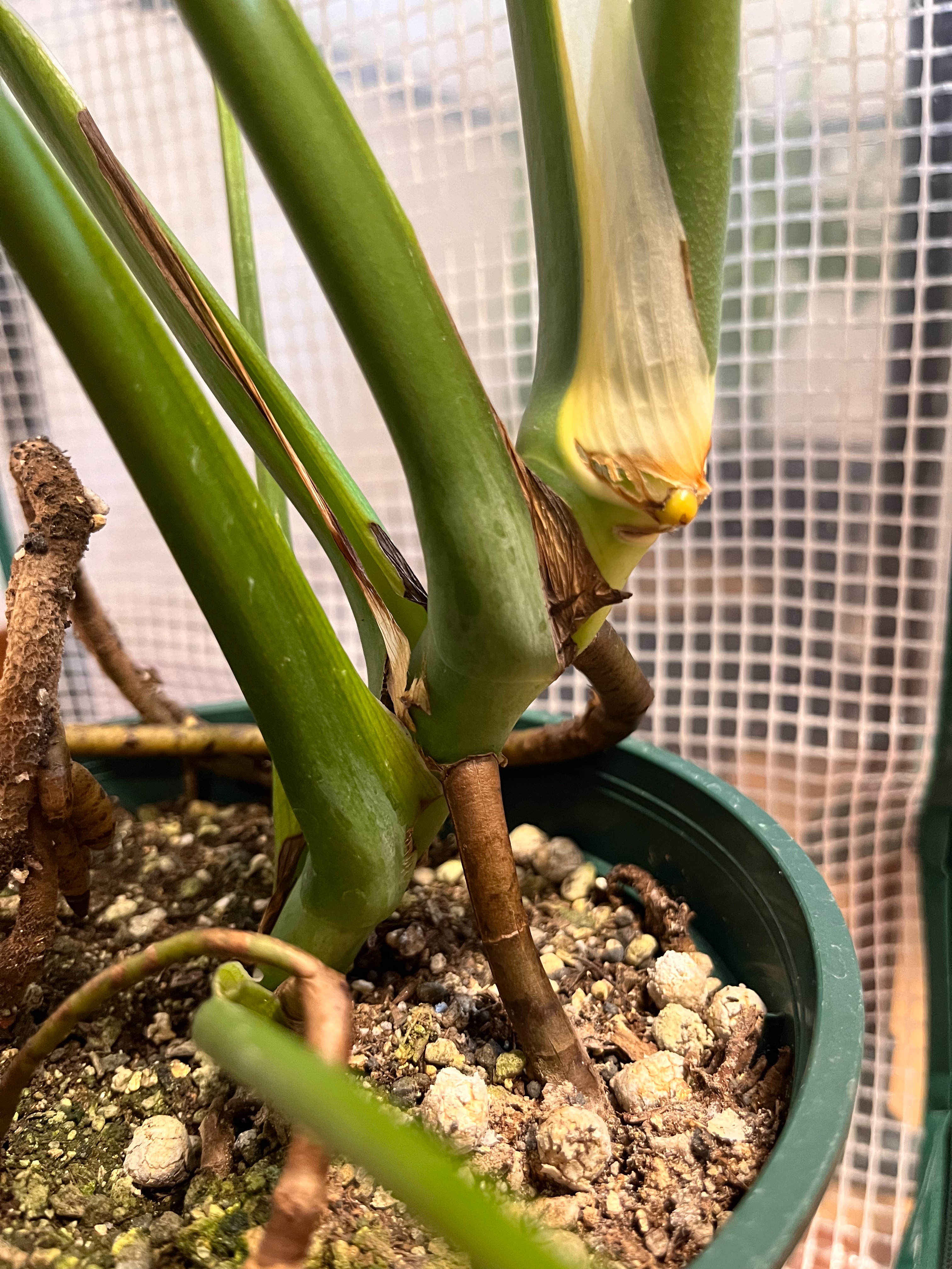 希少な福助風モンステラを発見！ - 研究職のSilent栽培Bar