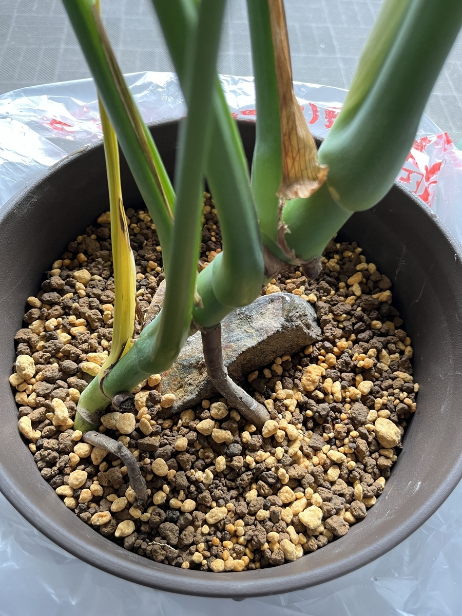 福助 モンステラ 鉢ごと発送 福助風モンステラの鉢密閉効果