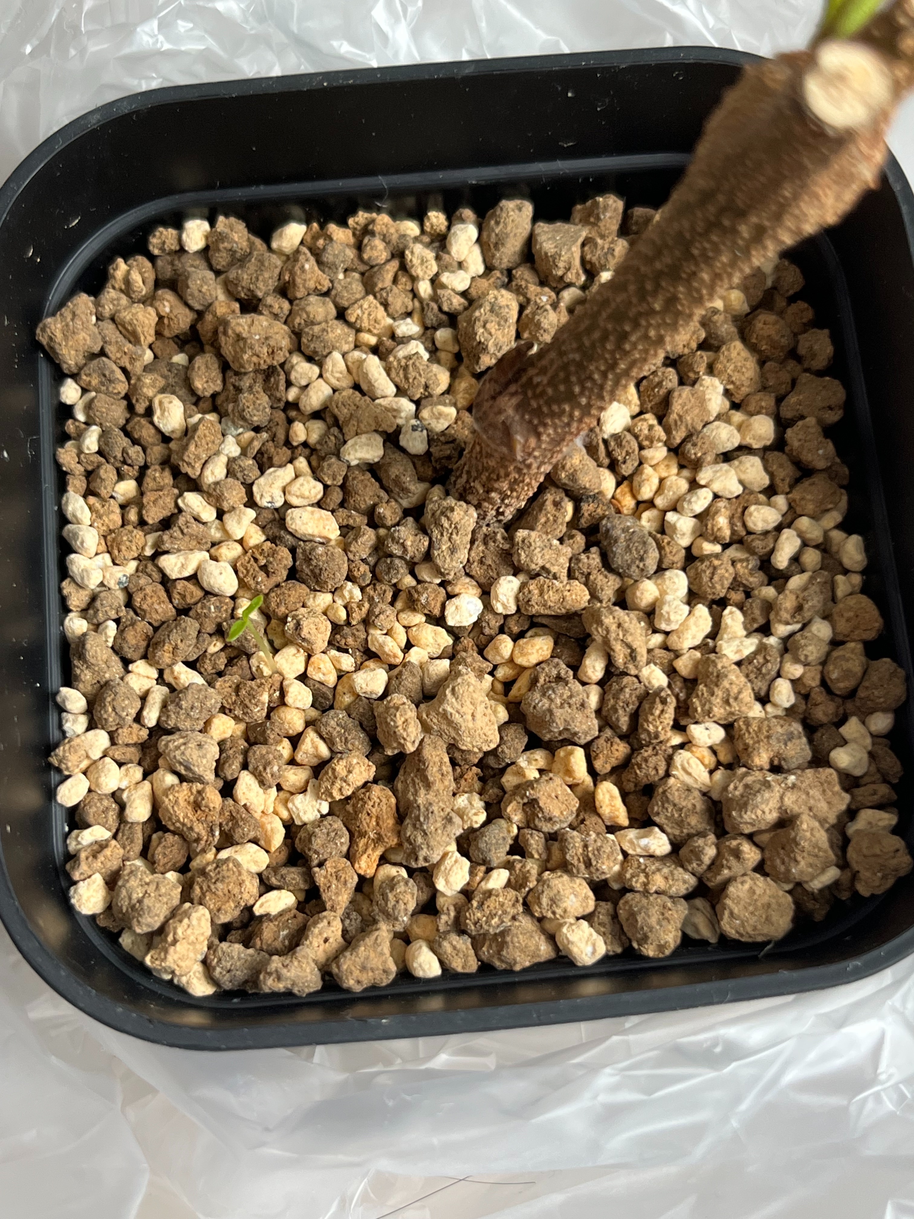 f:id:BW-Arran:20250623173320j:image