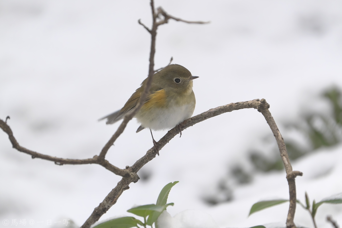 f:id:Ba2_Photography:20210111140138j:plain