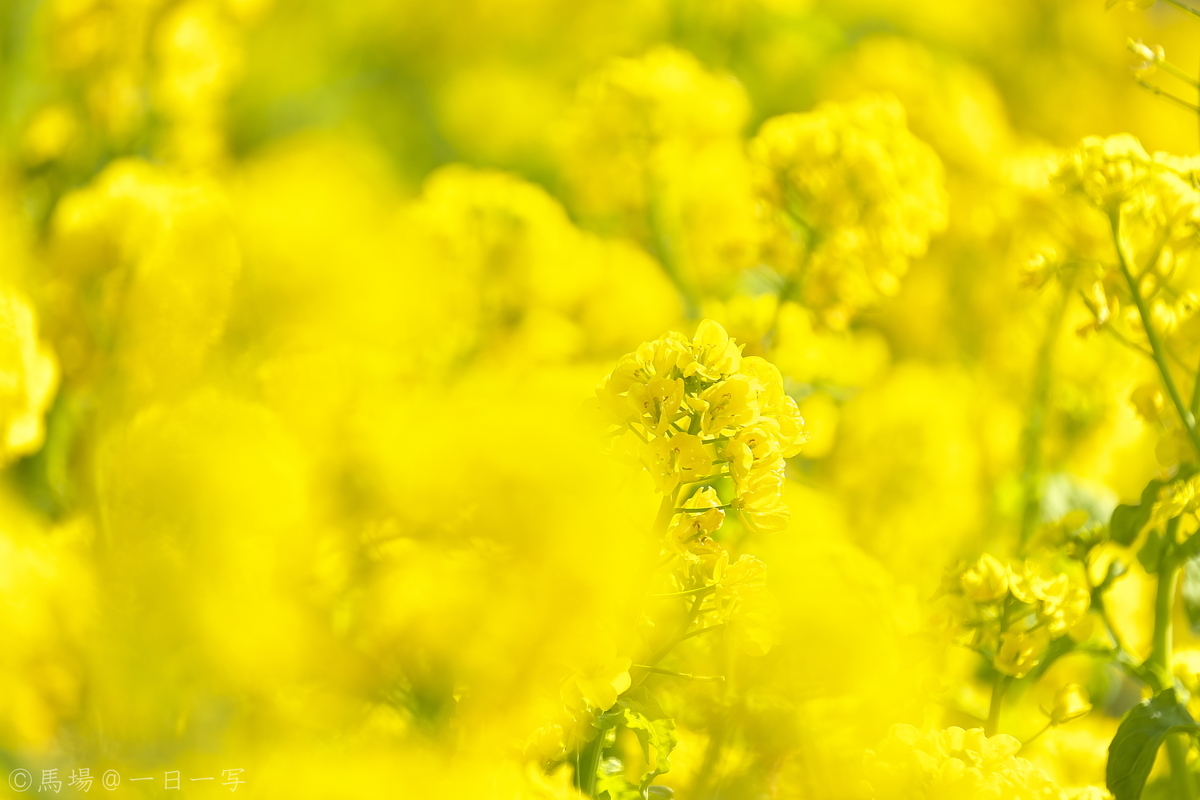 f:id:Ba2_Photography:20210201002236j:plain