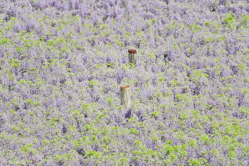 f:id:Ba2_Photography:20210425094232j:image f:id:Ba2_Photography:20210425094232j:image