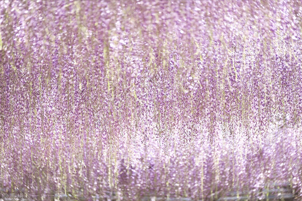 f:id:Ba2_Photography:20210426130138j:image f:id:Ba2_Photography:20210426130138j:image