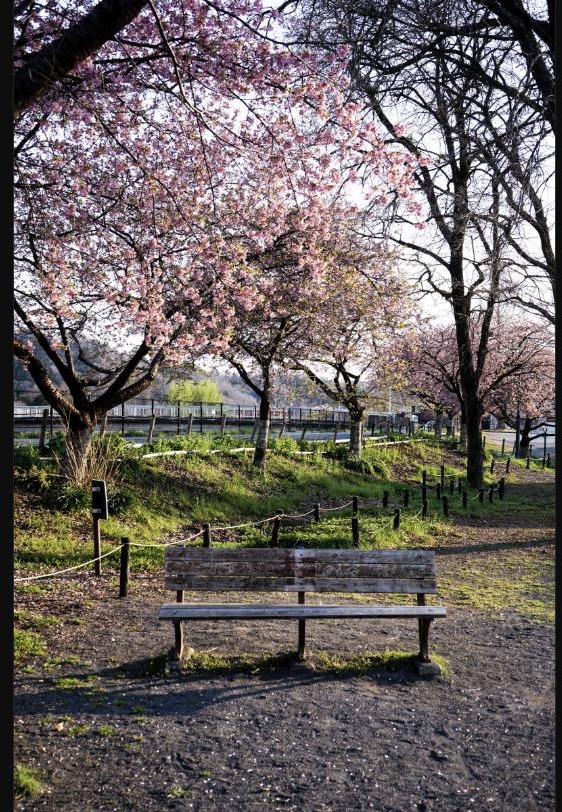桜が咲く川沿いの公園で、誰も座っていない木製ベンチが静かに置かれている風景