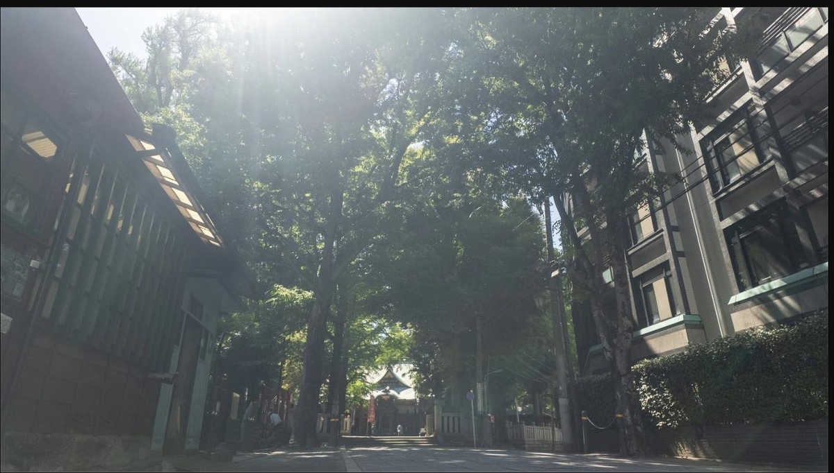 木々の間から柔らかな光が差し込む、静かな参道の風景