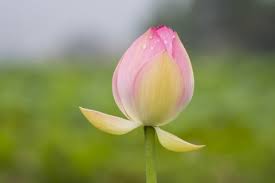 f:id:Balance1950:20171016082039j:plain