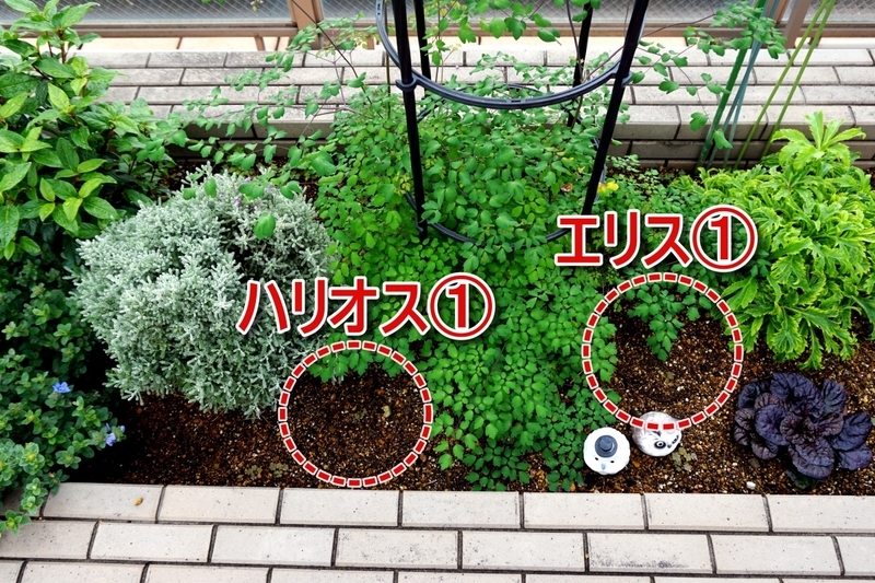 サニーライン植え込み位置【エリス①・ハリオス①】(2025/10/27)