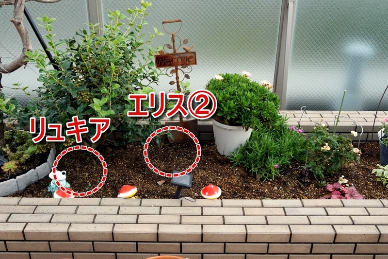 センターガーデン植え込み位置【エリス②・リュキア】(2025/10/27)