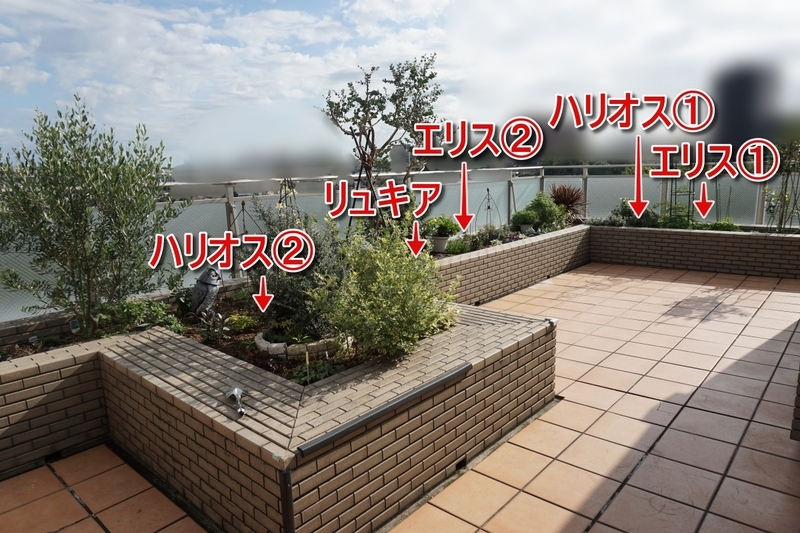 ラックスを花壇に植えた位置・バルコニー左から撮影(2025/10/27)