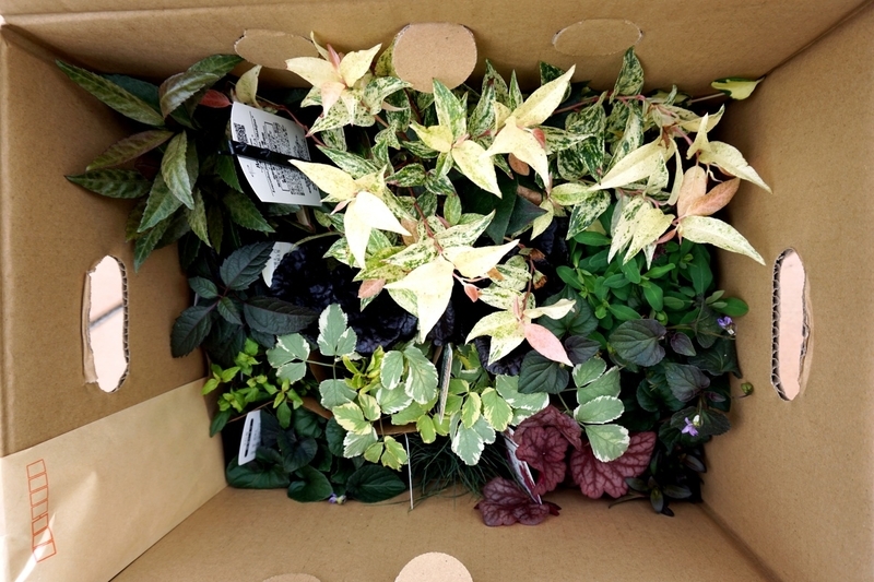 おぎはら植物園の段ボール開封