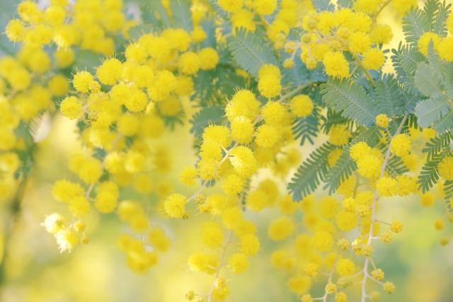 ミモザの花