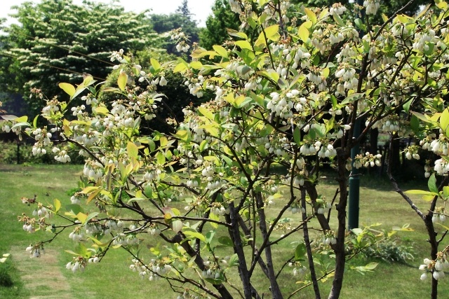 ブルーベリーの白花