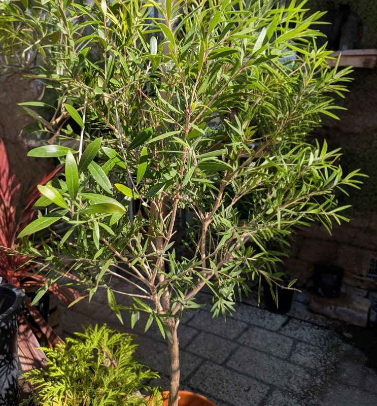 ブラシノキ鉢植え