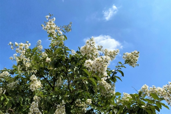 サルスベリ白花