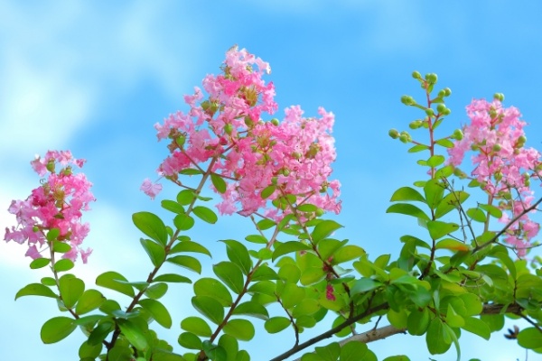 サルスベリ桃花