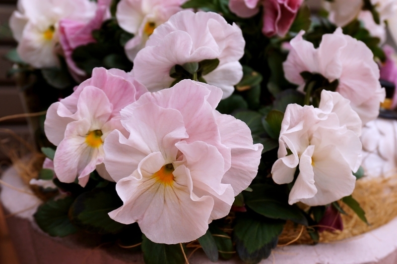 去年までの鉢植えシエルブリエ花