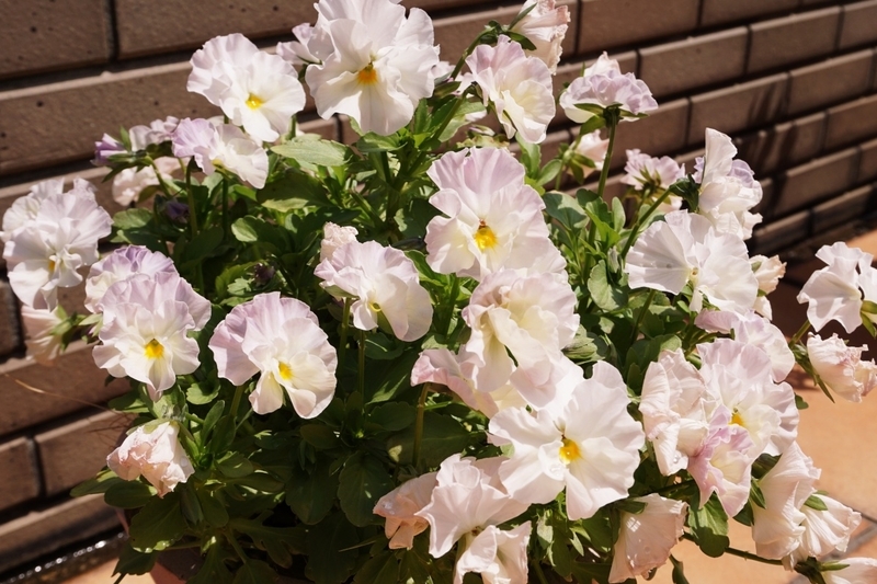 去年までの鉢植えシエルブリエ全体