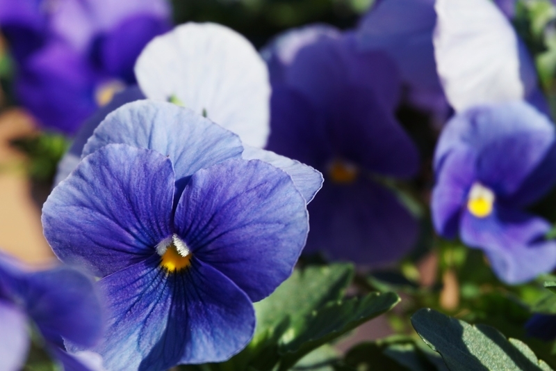 よく咲くすみれ購入株の花色アップ