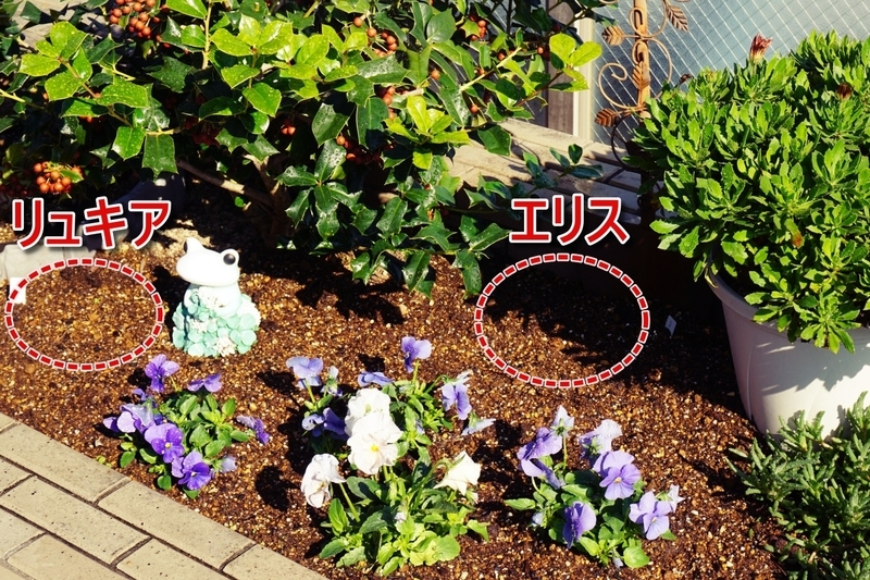 植え付け直後の花壇