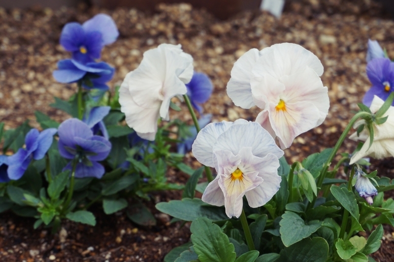 花壇に植え付け直後のシエルブリエ