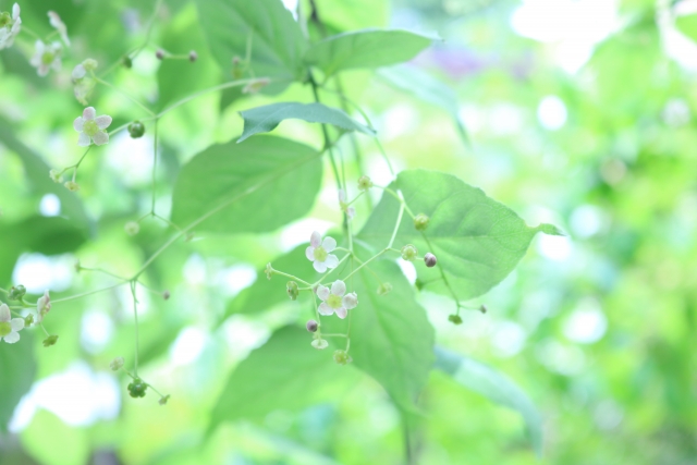 ツリバナ花