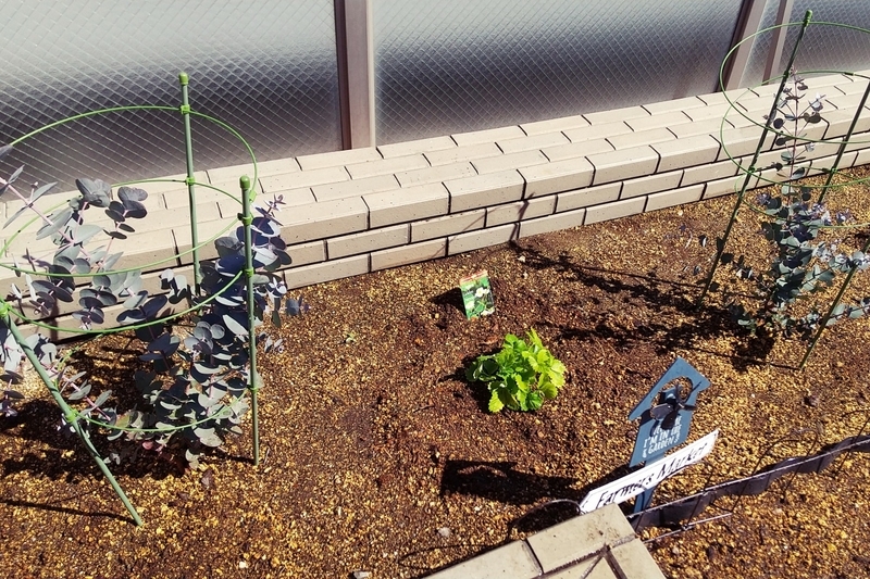 グニーと同時に植えたころの銀世界