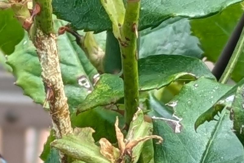 カミキリムシの食害にあった枝
