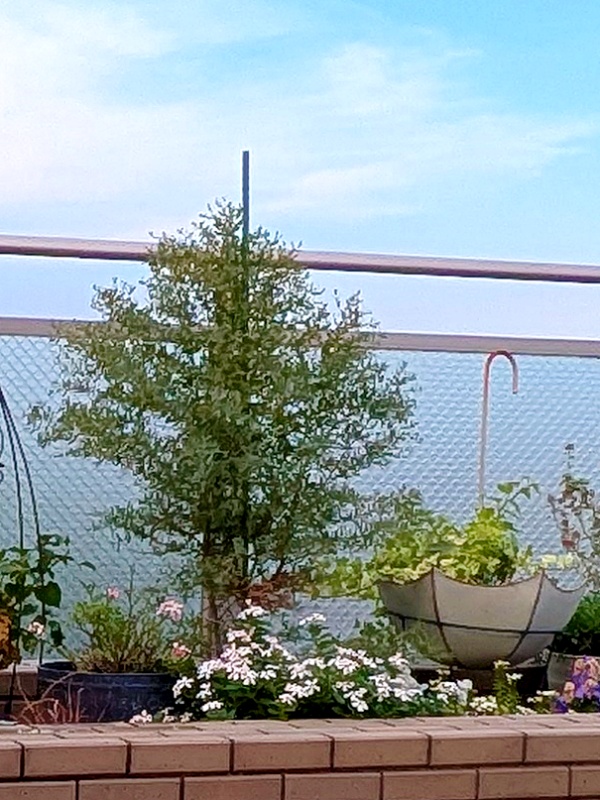 元気に植わっていたころ