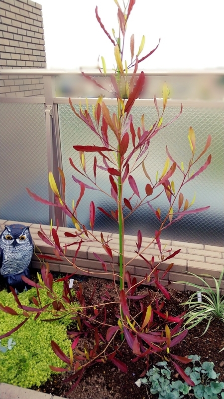 植え付け直後
