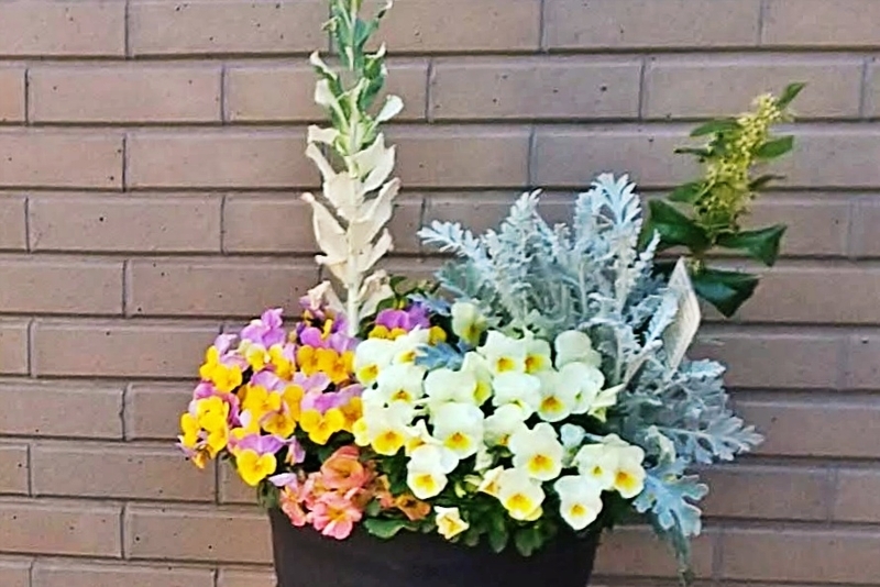 2022/04：寄せ植えの中で1本の枝だった頃
