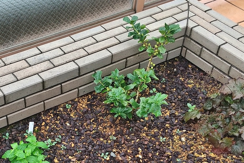 2022/09：花壇に地植え初期