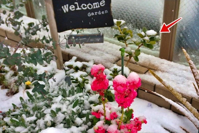2023/02：うっすら雪も平気です。