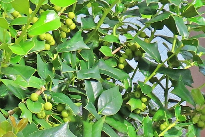 （10月上旬）緑色の実