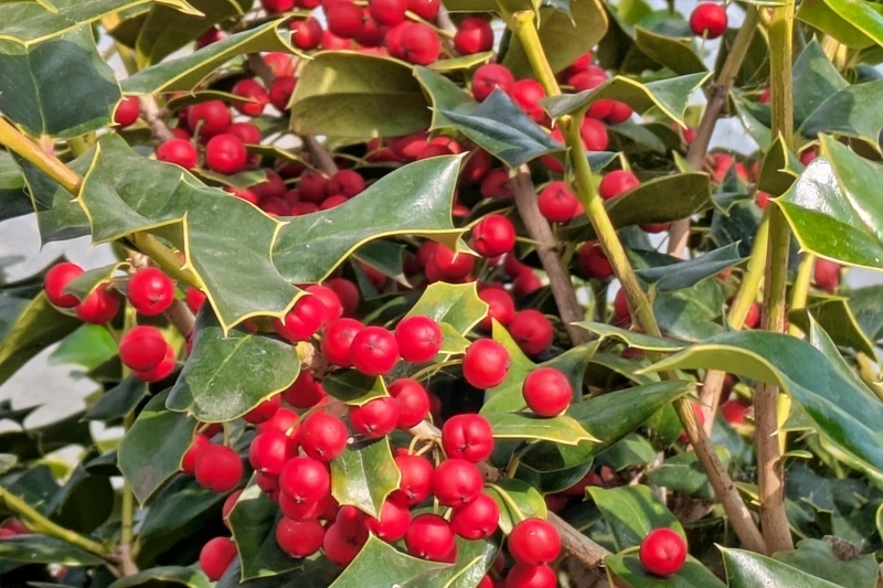 （11月下旬〜12月）赤い実