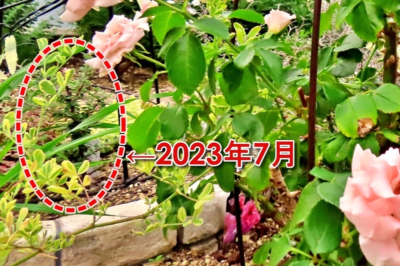 2023年夏の様子