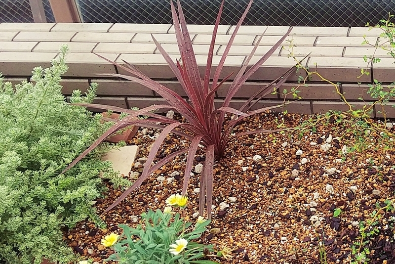 植え付け直後の写真