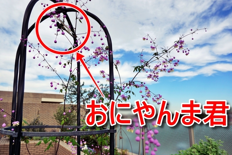 オベリスク開花時のおにやんま君