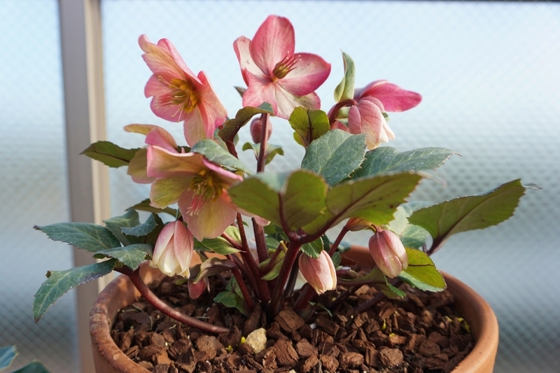 鉢植え