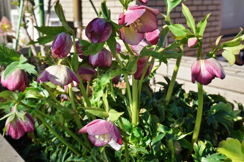 赤系 今シーズンの開花