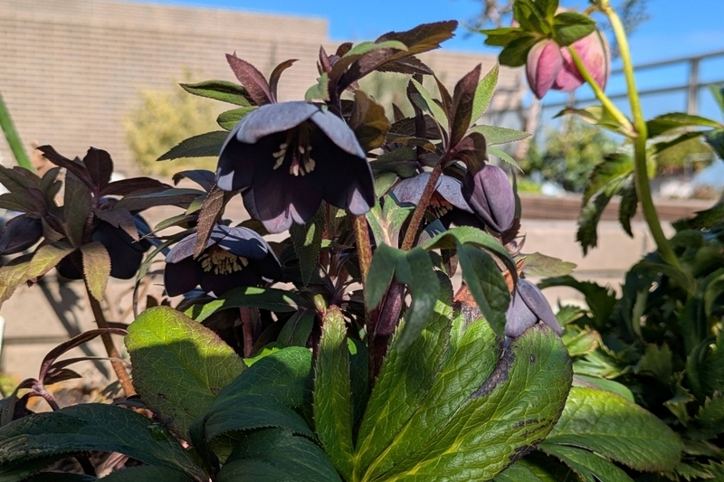 黒系 今シーズンの開花