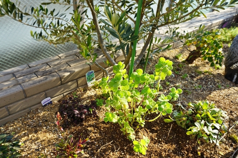 北側‗地植えアップ