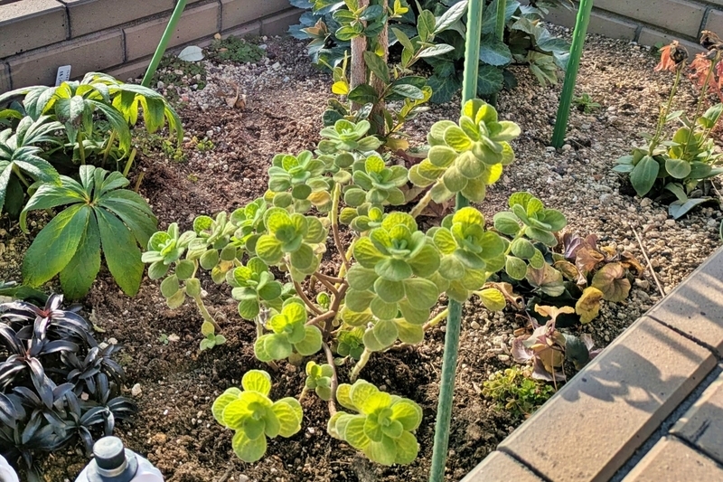 南側地植え‗アップ