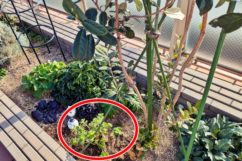 南側地植え‗引き