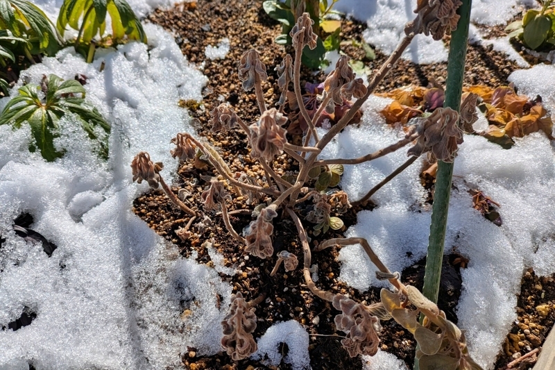 地植えで枯れたアロマティカス