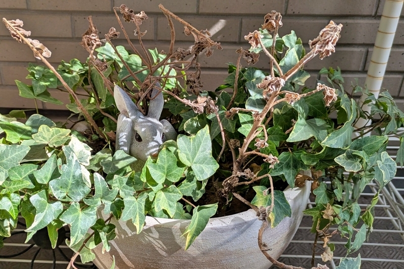 枯れた鉢植え