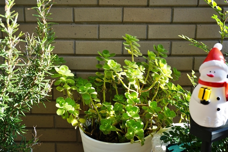 ベランダ鉢植え
