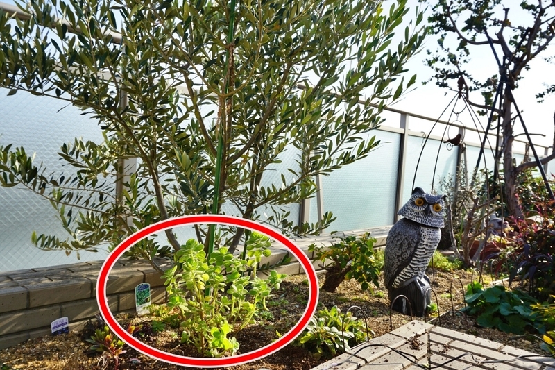 北側‗地植え引き