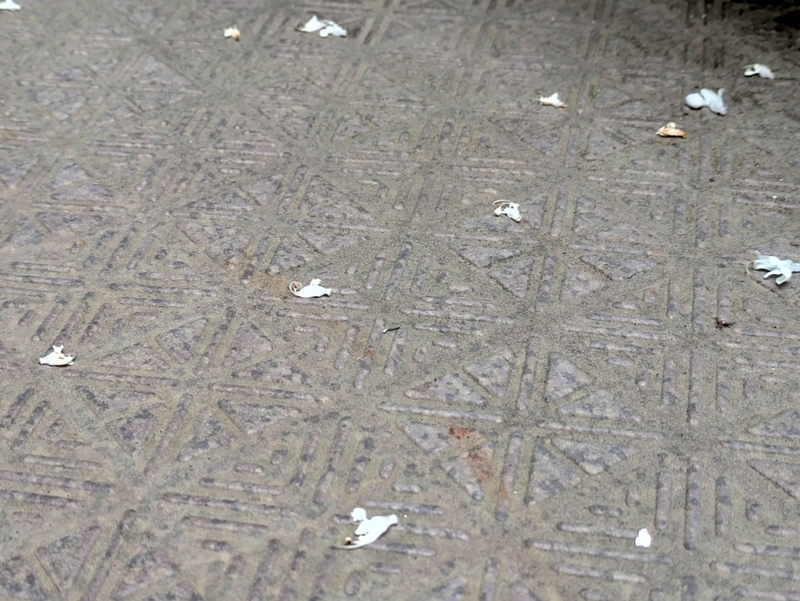 花が散った様子