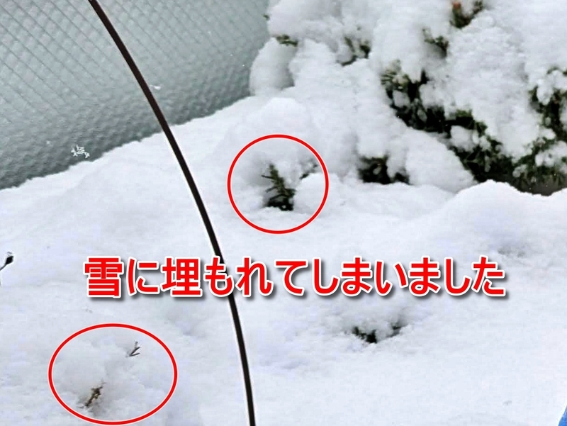 雪に埋もれた這性ローズマリー
