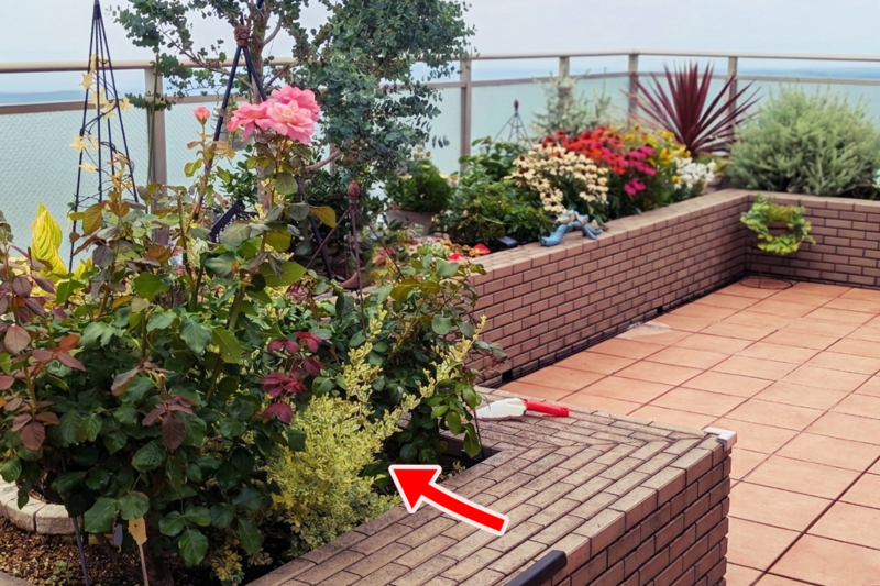 高層階ベランダの花壇に地植えしたコロニラ・バレンティナ